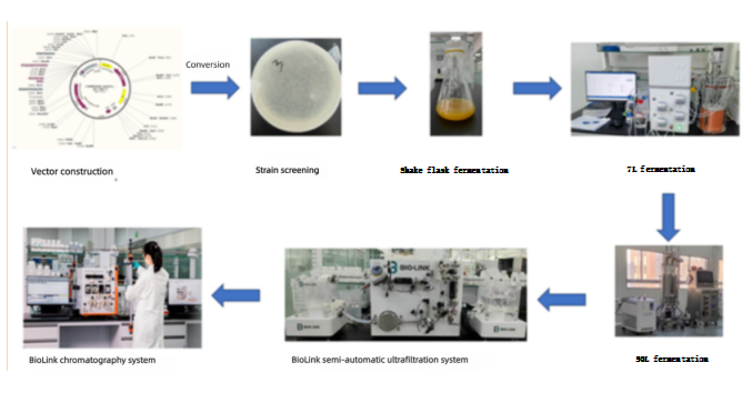 Strategies_for_Construction_of_Recombinant_Escherichia_coli_Expression_Vectors_and_Optimization_of_Cultivation_Conditions3.png Strategies_for_Construction_of_Recombinant_Escherichia_coli_Expression_Vectors_and_Optimization_of_Cultivation_Conditions3.png
