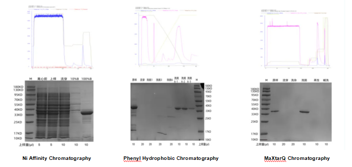 Strategies_for_Construction_of_Recombinant_Escherichia_coli_Expression_Vectors_and_Optimization_of_Cultivation_Conditions4.png Strategies_for_Construction_of_Recombinant_Escherichia_coli_Expression_Vectors_and_Optimization_of_Cultivation_Conditions4.png
