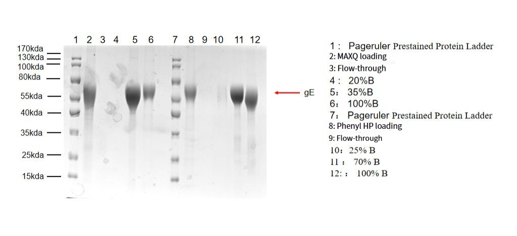 recombinant-protein-chromatography-a-core-strategy-from-capture-to-polishing2.png recombinant-protein-chromatography-a-core-strategy-from-capture-to-polishing2.png