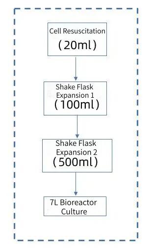 cell-culture-process-flow.jpg cell-culture-process-flow.jpg