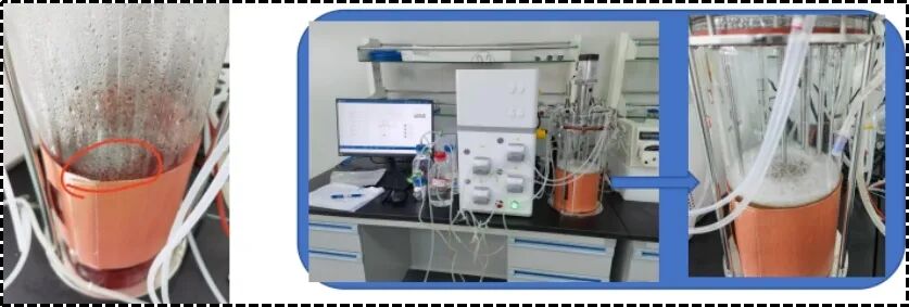 cell-culture-process.jpg cell-culture-process.jpg