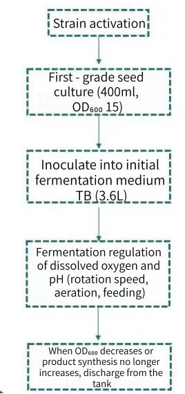 e-coli-fermentation.jpg e-coli-fermentation.jpg