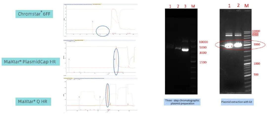 plasmid-preparation.jpg plasmid-preparation.jpg
