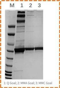 sds-page-detection.jpg sds-page-detection.jpg