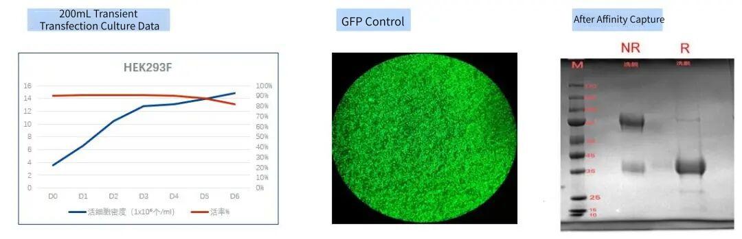 transient-expression-and-purification.jpg transient-expression-and-purification.jpg