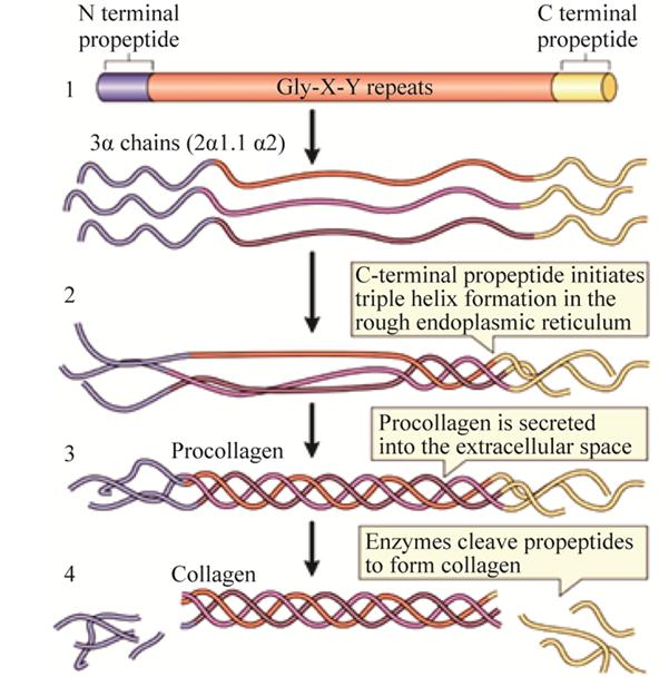 figure-1-three-procollagen-peptide-chains-coil-intertwine.jpg figure-1-three-procollagen-peptide-chains-coil-intertwine.jpg