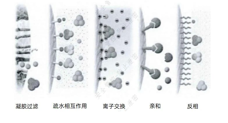 protein-purification20240306-2.jpg