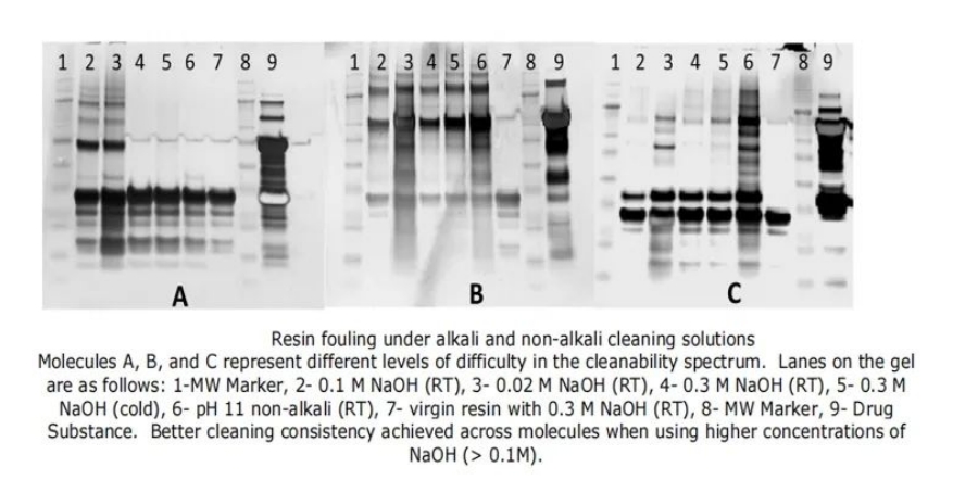 Cleaning_and_Lifespan_of_Protein_A_Affinity_Chromatography_Resins_04.jpg