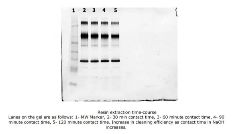 Cleaning_and_Lifespan_of_Protein_A_Affinity_Chromatography_Resins_05.png