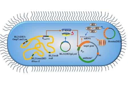 Strategies for Construction of Recombinant Escherichia coli Expression Vectors and Optimization of Cultivation Conditions