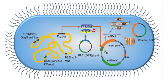 Protein_expression_in_E._coli.png