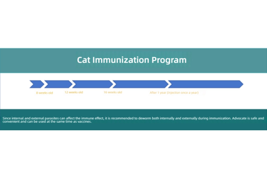 Process and Application of FVRCP Cat Vaccine