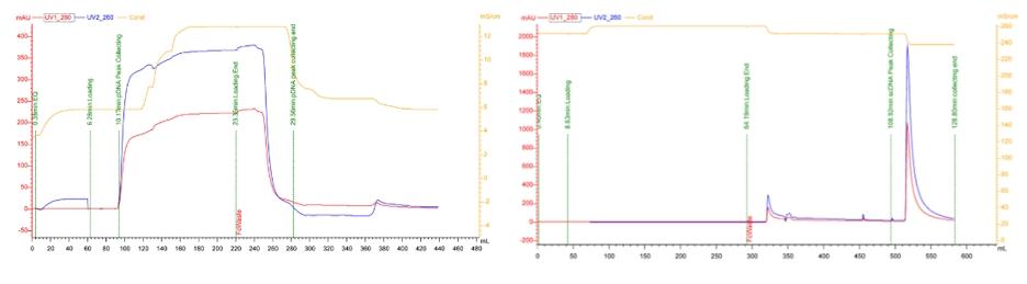 Nucleic_Acid_Vaccines-6.jpg