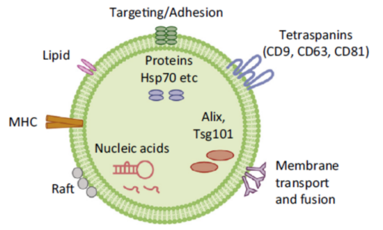 total-solutions-for-exosomes-01.png