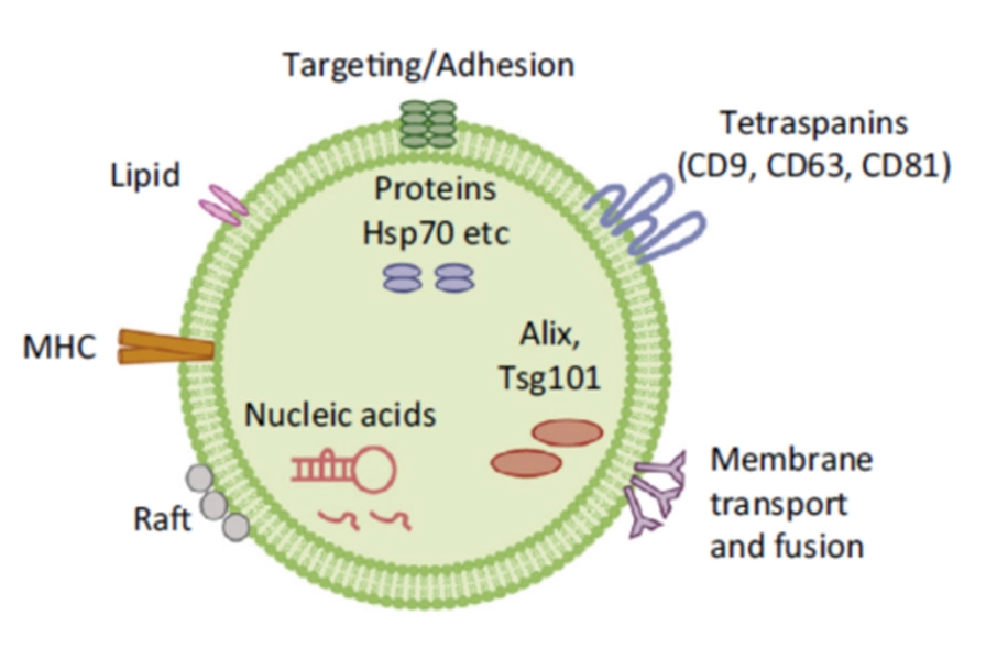 Total Solutions for Exosomes