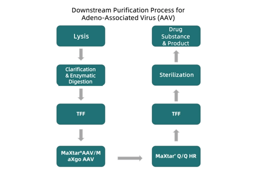 Unlocking the Downstream Purification Process for Viral Vectors